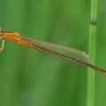 Kleine Pechlibelle (Ischnura pumilio)